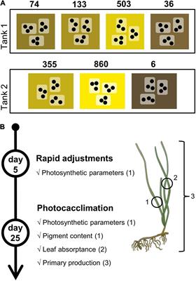 Photoacclimation and Light Thresholds for Cold Temperate Seagrasses